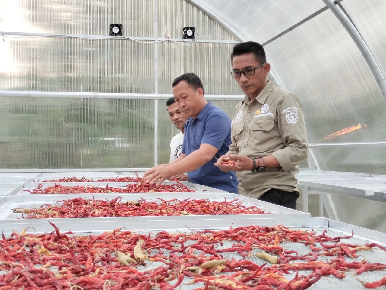 Petani Koltim Kembangkan Cabai Kemasan KENDARIPOS