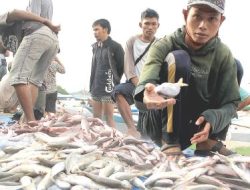 Kenaikan Harga Ikan Picu Inflasi