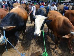 Kemenag Lampaui Target 1.000 Hewan Kurban