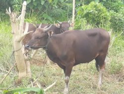 ASR Berbagi Kebaikan di Hari Raya Idul Adha: Sumbang 2 Ekor Sapi Kurban Kepada Kendari Pos