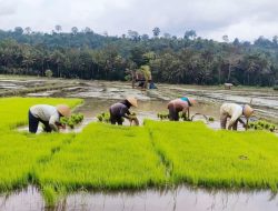 Pemkot Baubau Siapkan Bibit untuk 720 Hektare Sawah