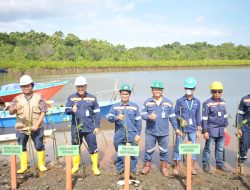 Reklamasi Bekas Tambang, PT. Antam Tanam 794.500 Mangrove