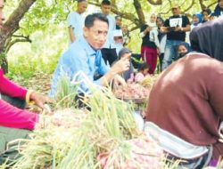 Gakoptan Bawang Merah di Wakatobi Mulai Panen