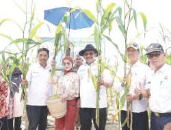 Panen Jagung di Kebun Pemerintah