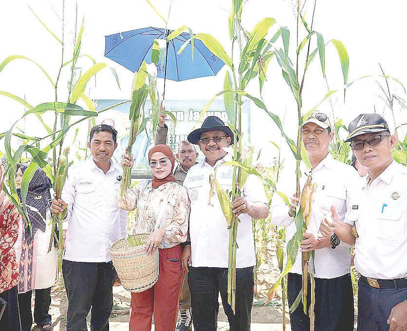 Pj Bupati Bombana Burhanuddin didampingi jajaran ASN Pemkab Bomnana panen jagung yang ditanam di kebun Sekretariat Daerah Bombana.