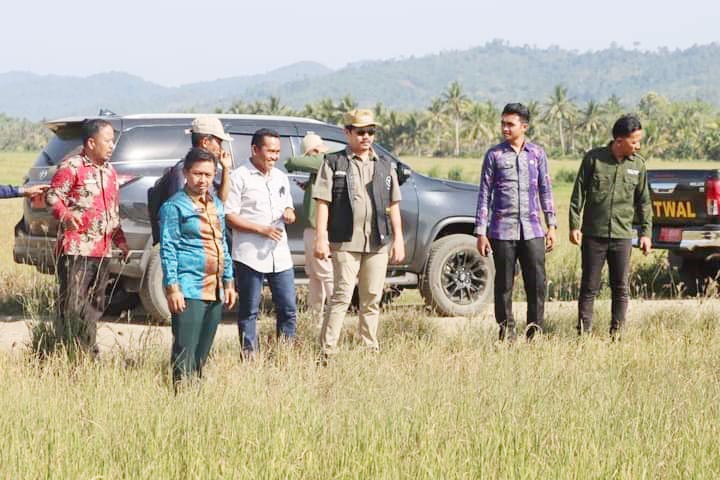 GAGAL PANEN : Ribuan hektare persawahan di Koltim mengalami kekeringan. Kini Pemkab terus mengupayakan untuk menangani El Nino agar tidak memberi dampak lebih luas. (DISKOMINFO KABUPATEN KOLTIM FOR KENDARI POS)