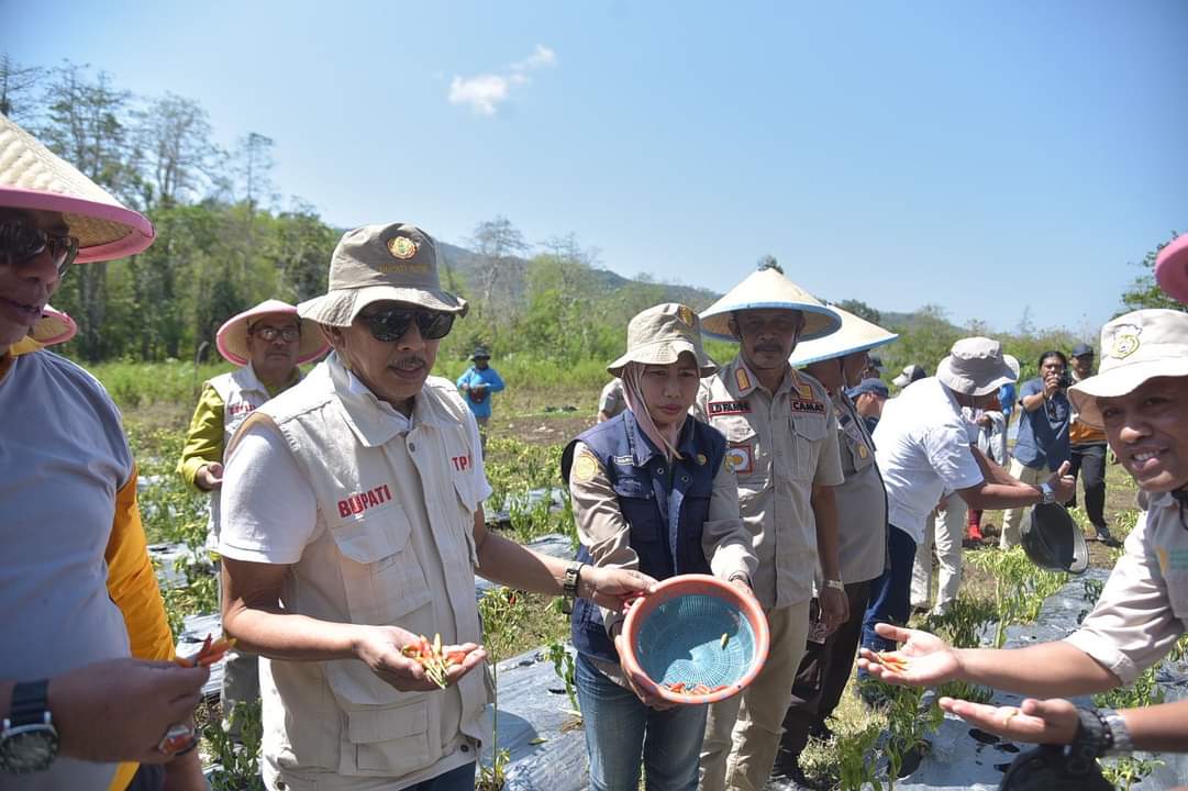 Pj Bupati Buton La Ode Mustari (kiri) memanen tanaman cabai di Kecamatan Kapontori. Cabai salah satu komoditas yang kerap memicu inflasi. Dalam mengendalikan inflasi, Pj Bupati La Ode Mustari mengampanyekan pemanfaatan pekarangan rumah warga untuk ditanami sayuran dan tanaman jangka pendek lainnya. (ERLIN IPO / KENDARI POS)