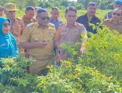 Mubar Dorong Pengembangan Cabai