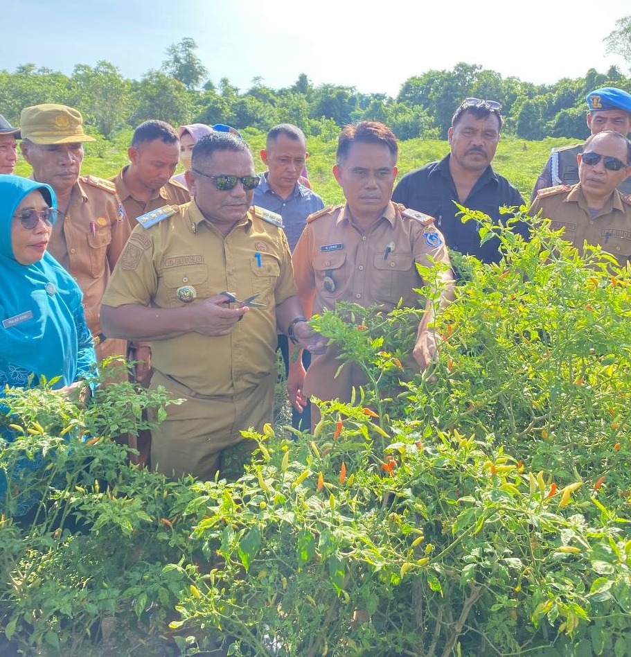 Pj Bupati Mubar, La Ode Butolo panen cabai.