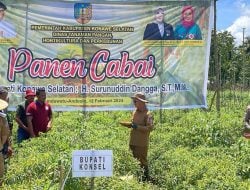 Bupati Konsel Panen Cabai Bersama Petani