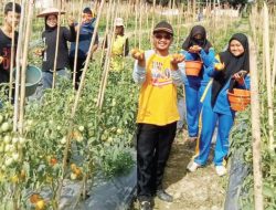 Penanaman Jutaan Bibit Sayur Mulai Dipanen