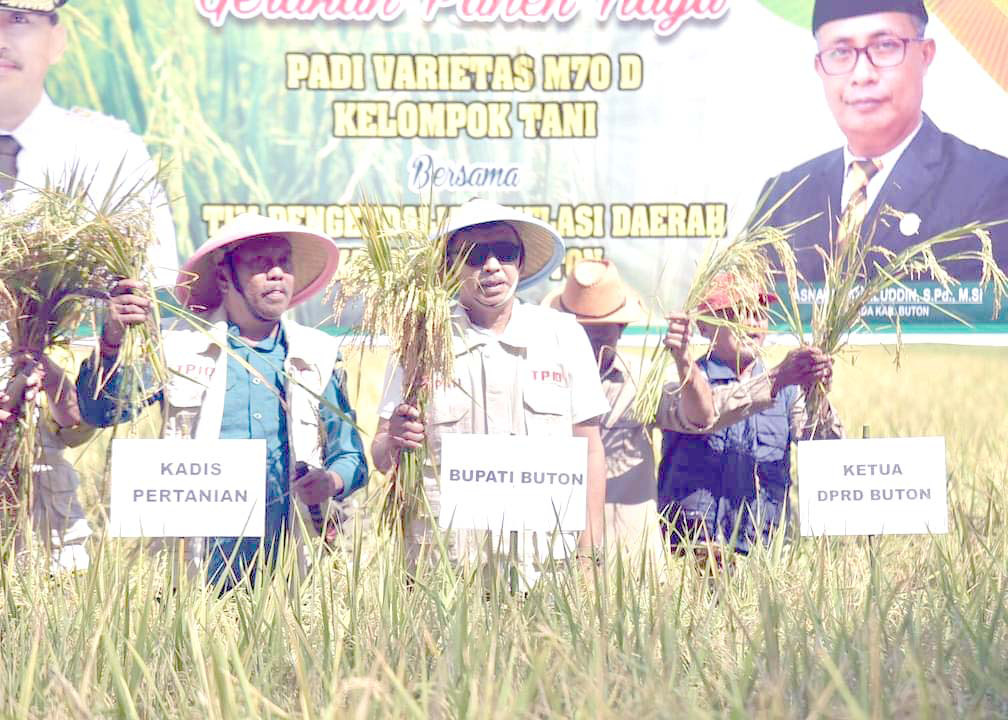 Drs. La Ode Mustari saat memanen perdana padi varietas unggul dikecamatan kapontori akhir 2023 lalu. (erlin ipo/kendari pos)