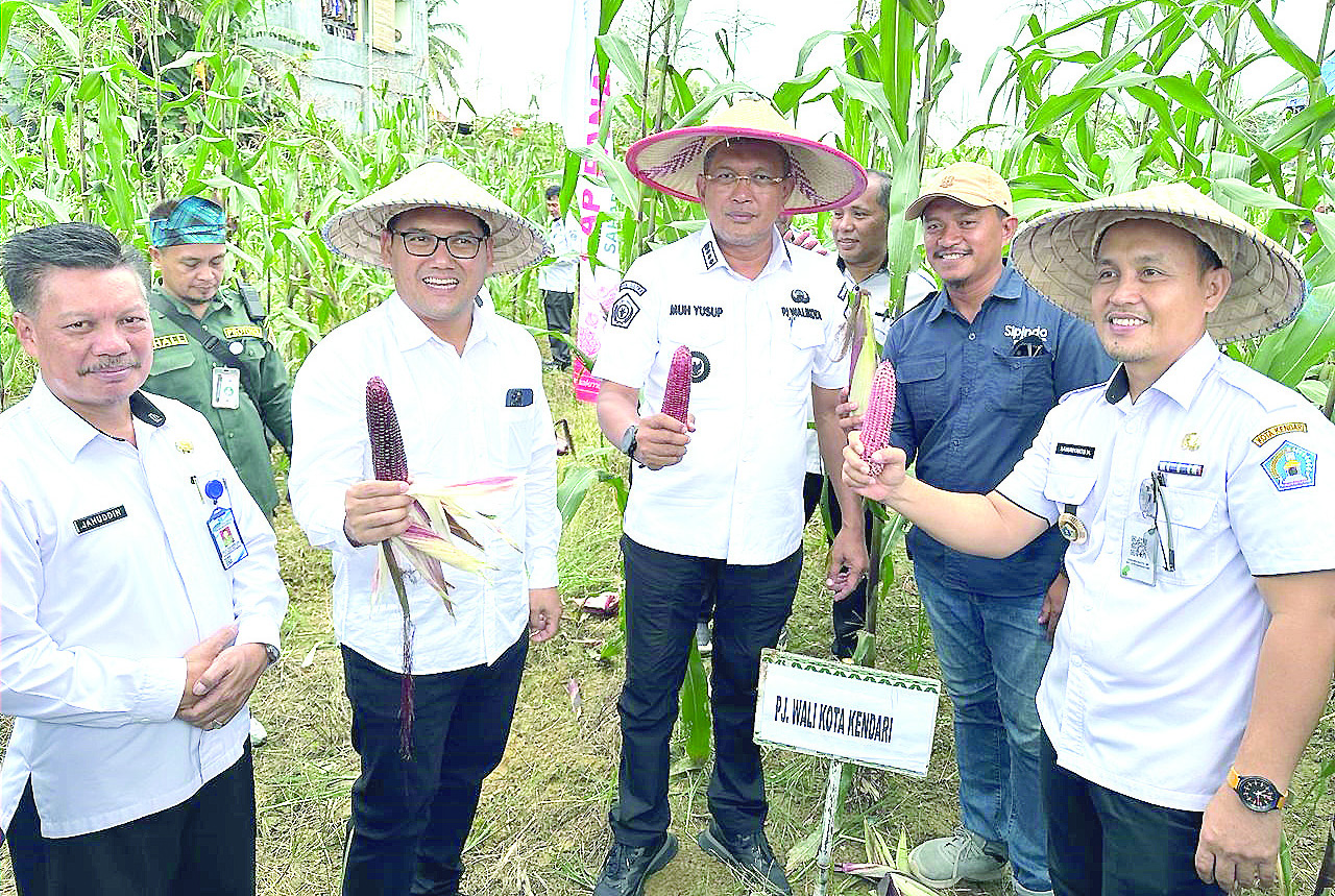 PANEN JAGUNG : Pj Wali Kota Kendari Muhammad Yusup (tengah) bersama jajaran melaksanakan panen perdana jagung di Kawasan Baruga, kemarin. (AGUS SETIAWAN/KENDARI POS)
