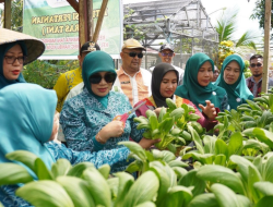 Warga Padaleu Diajak Bercocok Tanam