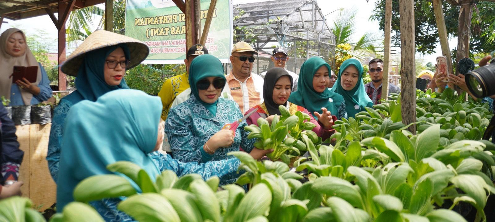 TERAS TANI : Ketua Tim Penggerak PKK Kota Kendari Ira Willis Kusumadoty (kaca mata hitam) saat melaksanakan panen sayur di Kelurahan Padaleu, kemarin.(AGUS SETIAWAN/KENDARI POS)