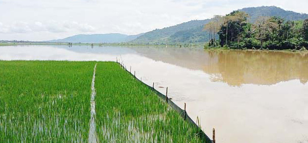WASPADA : Intensitas curah hujan yang tinggi mengakibatkan ratusan hektare sawah pada sejumlah wilayah di Koltim, terendam. Mulai dari Desa Tumbudadio di Kecamatan Tirawuta, seperti pada foto, hingga beberapa desa di Kecamatan Loea dan Aere. (KUSDIN/KENDARI POS)