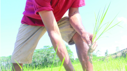 Seorang petani di Kabupaten Konawe Selatan sedang menanam padi sawah. (Muh. Abdu Asmaul Amrin/Kendari Pos)