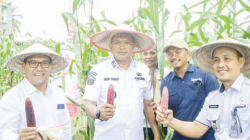 Pj Wali Kota Kendari, Muhammad Yusu (tengah) didampingi Kepala Distan Kota Kendari, Sahuriyanto (paling kanan) memperlihatkan jagung hasil panen perdana di Kecamatan Baruga.