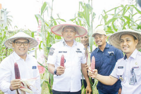 Pj Wali Kota Kendari, Muhammad Yusu (tengah) didampingi Kepala Distan Kota Kendari, Sahuriyanto (paling kanan) memperlihatkan jagung hasil panen perdana di Kecamatan Baruga.