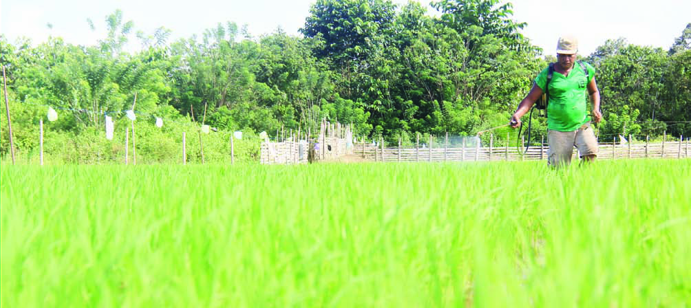 Petani di Konawe Selatan sedang memupuk padi di sawah. (DOK KENDARI POS)