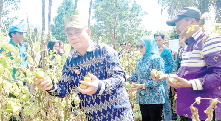 Pj Bupati Buton La Haruna memanen tomat di Balai Penyuluh Pertanian Siontapina, kemarin.(IST)