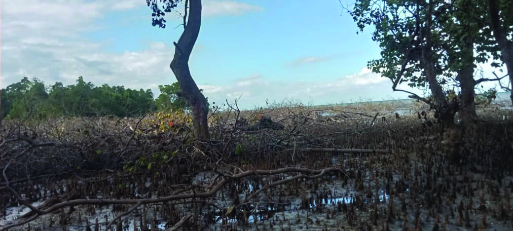 RUSAK: Tampak tanaman Mangrove di pesisir pantai Desa Tanjung Tiram, Kecamatan Moramo Utara, Konsel rusak, akibat aktivitas perusahaan yang menjadikan tempat tersebut sebagai lokasi pembangunan docking baru.