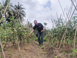 Nilai Tukar Petani Meningkat