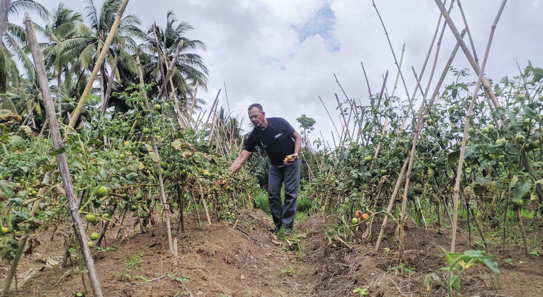 PANEN: Seorang pembeli memanen hasil tomat di Desa Tuangila, Kabupaten Buton. Berdasarkan laporan BPS Sultra, Selama periode 2024, Nilai Tukar Petani (NTP) di Sulawesi Tenggara (Sultra) menunjukkan grafik peningkatan. (ANGGORO HARIS/KENDARI POS)