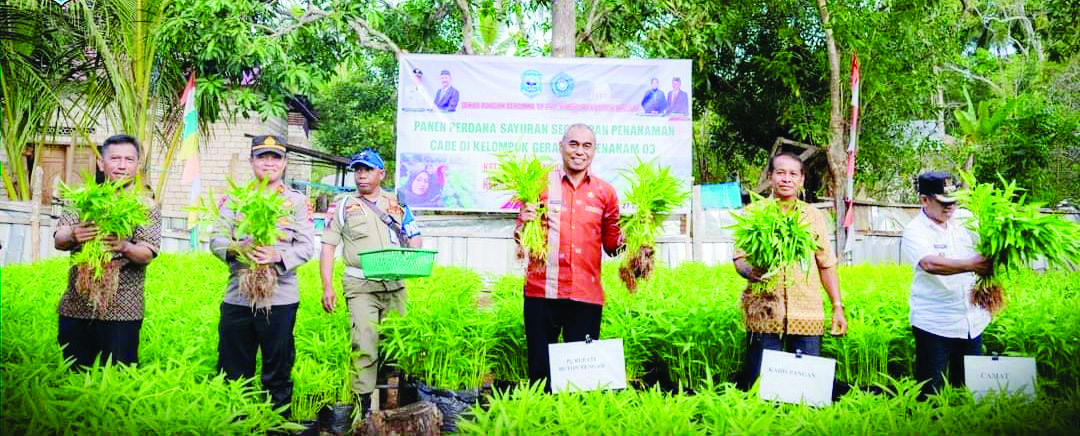 Pj Bupati Buteng Kostantinus Bukide (tengah) meninjau dan turut panen perdana sayuran di pekarangan rumah masyarakat Kecamatan Mawasangka, baru-baru ini. (ERLIN IPO / KENDARI POS)