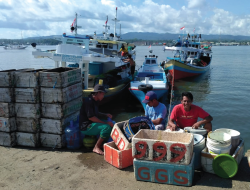 Hasil Tangkap Capai 20 Ribu Ton