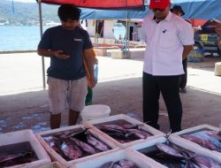 Kabar Baik! Stok Ikan Melimpah di PPS Kendari untuk Tahun Baru 2025