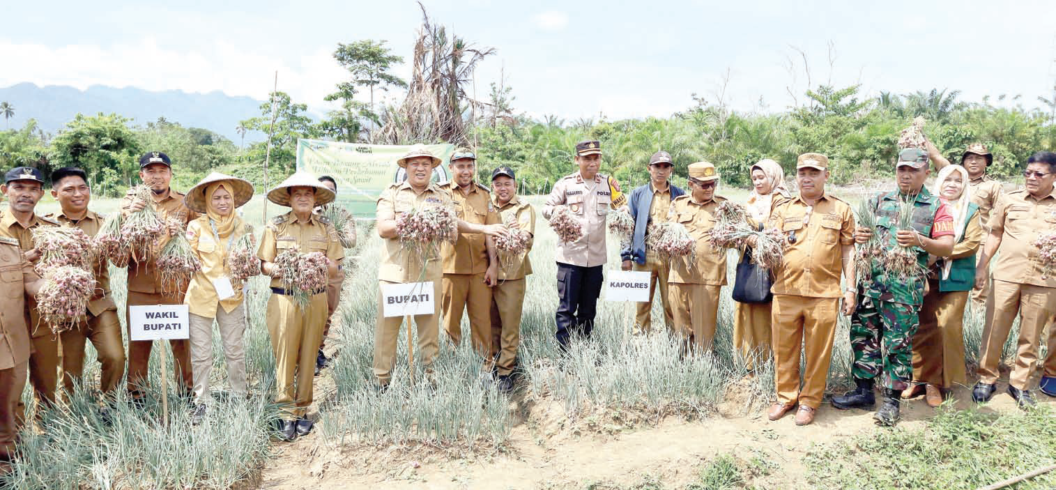 PANEN BAWANG : Program ketahanan pangan yang digaungkan Bupati Konut, Ruksamin, dalam menekan laju inflasi, mulai dinikmati hasilnya oleh para petani. Ia bersama Wakilnya, Abuhaera, baru saja memimpin panen raya bawang merah di Desa Tetewatu, Kecamatan Wiwirano, kemarin