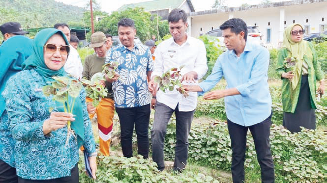 Ketua Tim Penggerak PKK Kolaka Utara, Nurhayati Yusmin menghadiri kegiatan panen sayur bayam di Lahan Dinas Kesehatan Kolaka Utara.